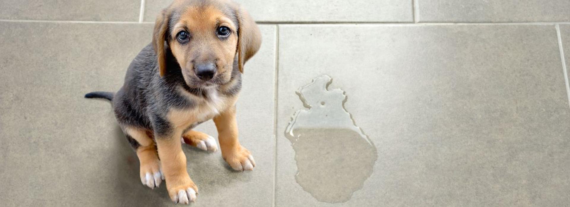 Bonus animali domestici