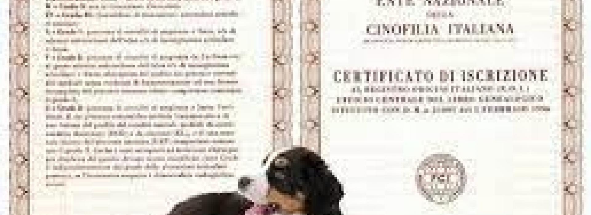 Pedigree del tuo cane