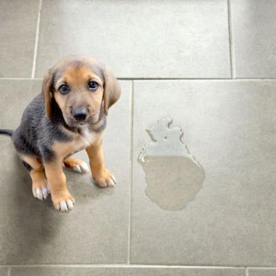 Bonus animali domestici