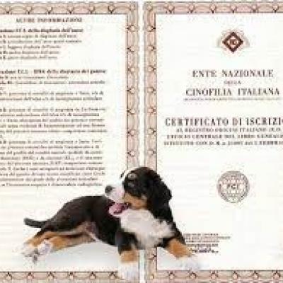 Pedigree del tuo cane
